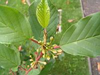 Bourdaine, Frangula alnus (Lyon, Parc de la Tete d'or, 2012)(1)